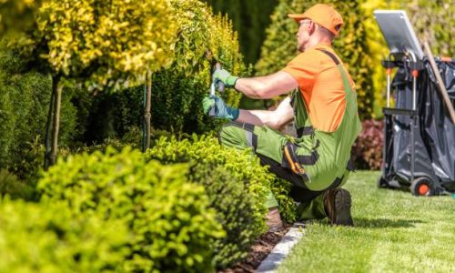 Caucasian Garden Worker in His 30s Trimming Plants Using Large Scissors.
